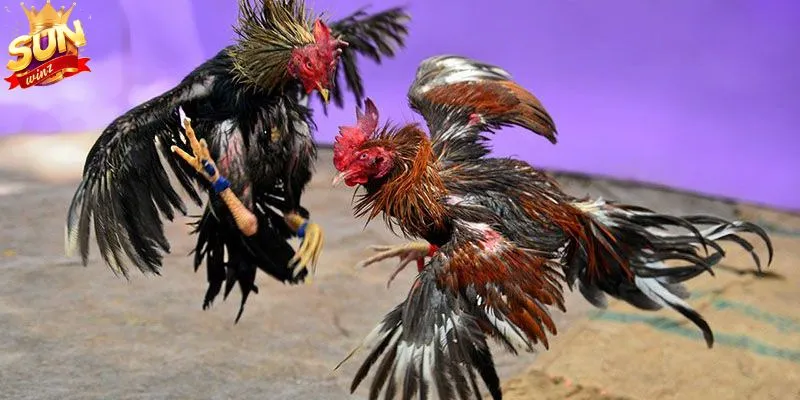 Quan sát tình trạng sức khỏe của chiến kê sau trận đấu