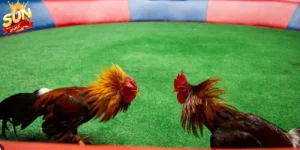 Thể trạng và sức bền của chiến 